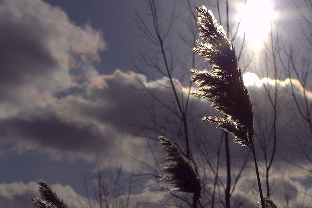 Pampas in the wind