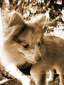 Sepia Roxas