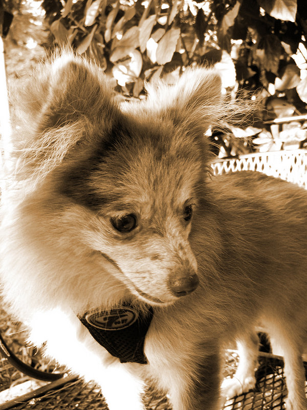 Sepia Roxas