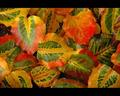 Bradford Pear Leaves