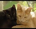 Ebony and Ivory