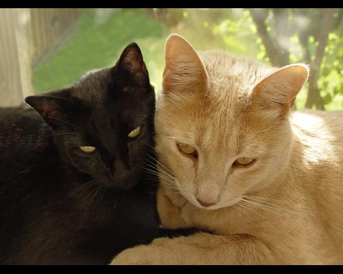Ebony and Ivory