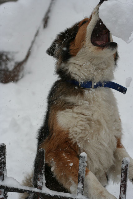 my_dog_meets_a_snowball.jpg