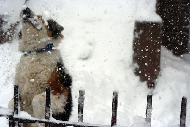 mydog_plays_in_snow.jpg