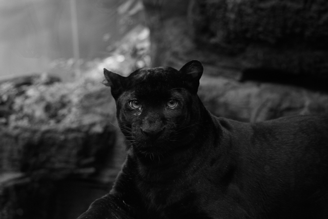 panther.jpg