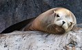 Trying to Get Some Shut-Eye Here!