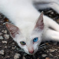 A Street Cat Named Desire