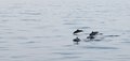Dolphins at Sea