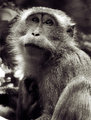 Primate