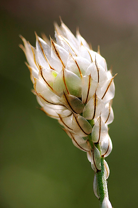 Translucent