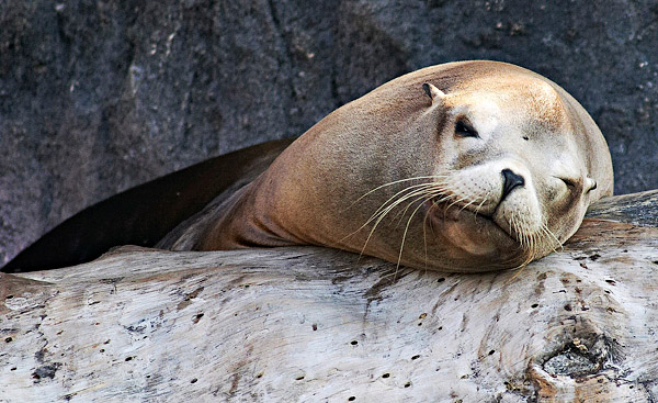 Trying to Get Some Shut-Eye Here!