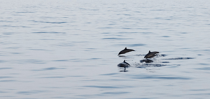 Dolphins at Sea