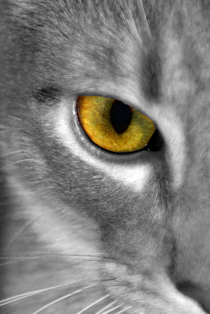 Eye of Pogo