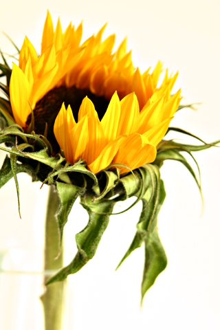 flower 1