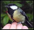 Great Tit - Parus Major