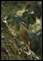 Nuthatch - Sitta Europaea