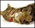 Jack the Cat