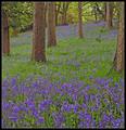 Bluebells at Clyne I