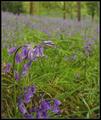 Bluebells at Clyne III