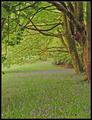 Bluebells at Clyne IV