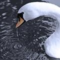 Swan