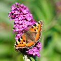 Small Tortoiseshell Butterfly - Aglais Urticae