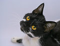 Cat in a Light-tent