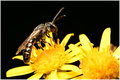 Hoverfly