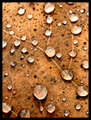 leaves4.jpg