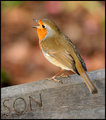 Robin