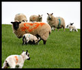 I love Sheep...