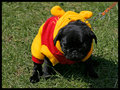 Pooh the Pug going for a Poo
