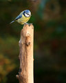 Blue Tit