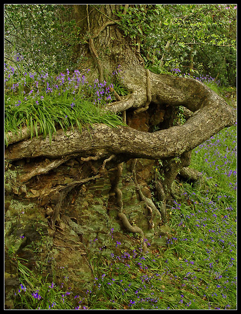 Bluebells at Clyne II