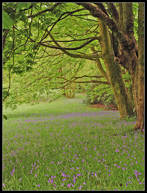 Bluebells at Clyne IV