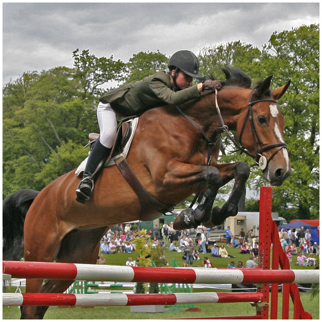 The Showjumper