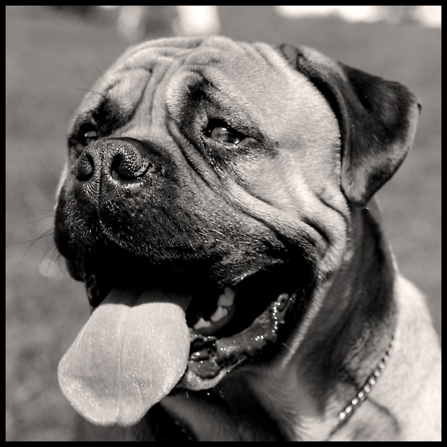 The Mastiff Puppy