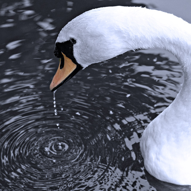 Swan