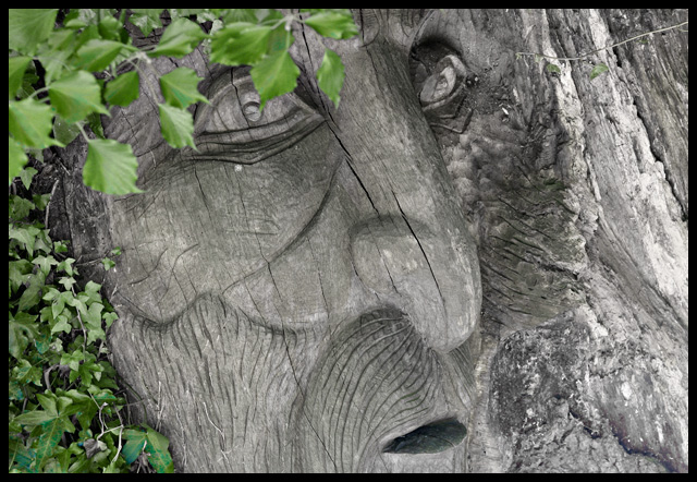 Tree-Beard