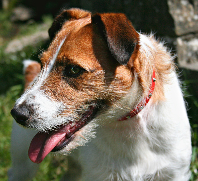 Stella
