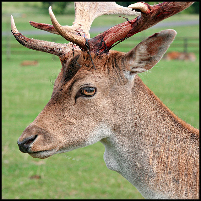 Stag