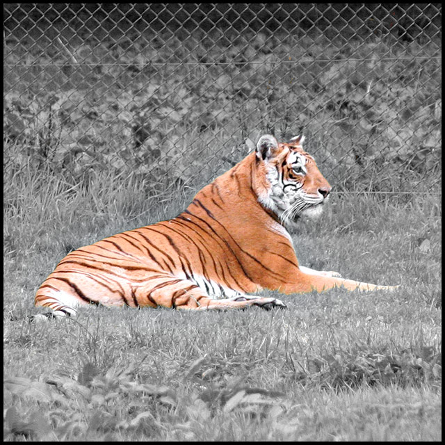 Captive