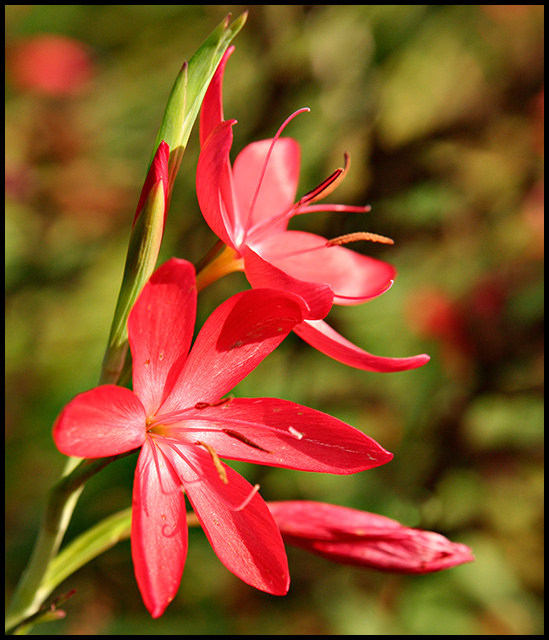 Autumn Bloom