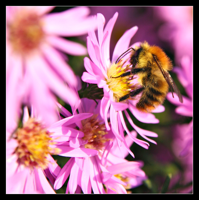 Oh Bee-Have!