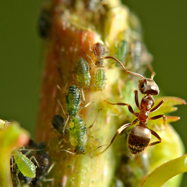 Aphid Farming I