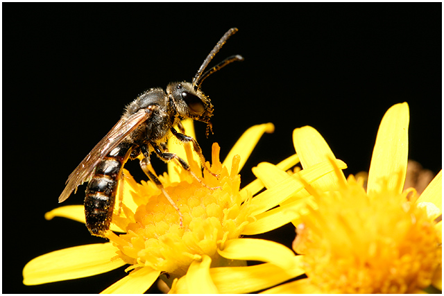 Hoverfly