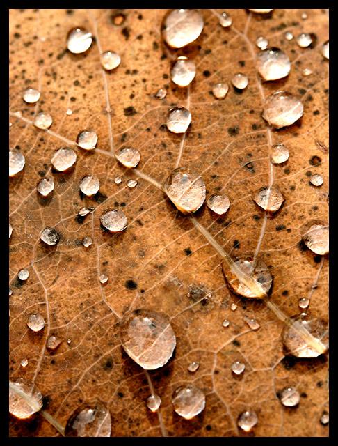 leaves4.jpg