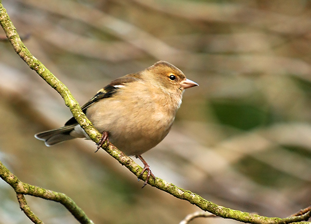 Female Chaffinch