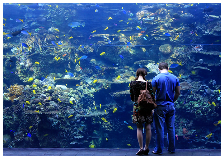 Shopping for Fish