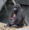 Baby Ape 7 Days